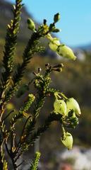 Erica urna-viridis
