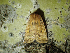Eupsilia tristigmata
