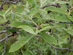Salix alaxensis