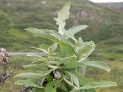 Salix alaxensis