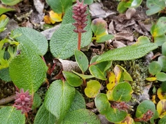 Salix reticulata