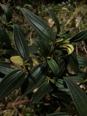 Andesanthus