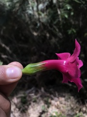 Symbolanthus anomalus