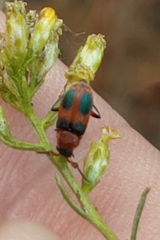 Collops quadrimaculatus