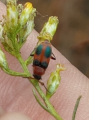 Collops quadrimaculatus