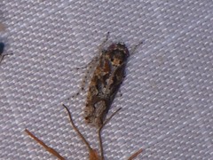 Dixianus utahnus