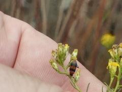 Collops quadrimaculatus