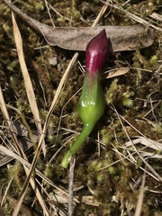 Symbolanthus anomalus