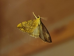 Evergestis pallidata