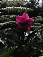 Symbolanthus anomalus