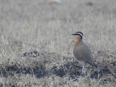 Cursorius coromandelicus