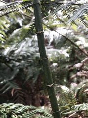 Symbolanthus anomalus