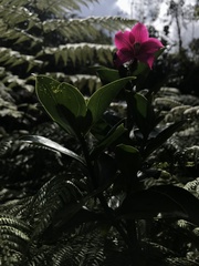 Symbolanthus anomalus