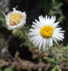 Erigeron neomexicanus
