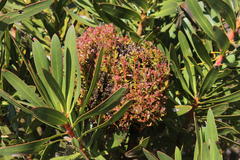 Protea witches broom phytoplasma