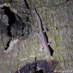 Hemidactylus bowringii