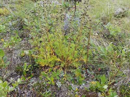 boreal sagebrush (Artemisia arctica)