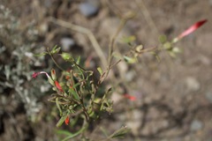 Epilobium canum