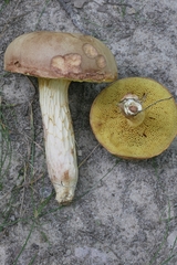 Xerocomus tenax