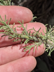 Erigeron neomexicanus