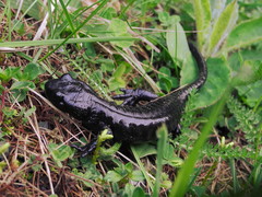 Salamandra lanzai