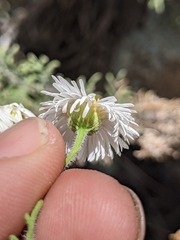 Erigeron neomexicanus