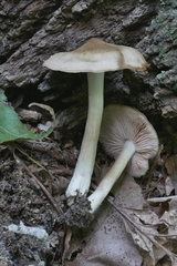 Entoloma griseum