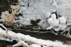 Hydnocristella himantia