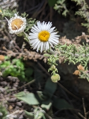 Erigeron neomexicanus
