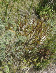 Struthiola hirsuta