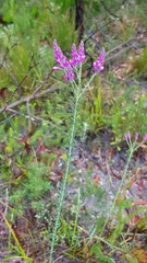 Comesperma ericinum