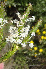 Struthiola hirsuta