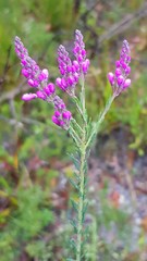 Comesperma ericinum
