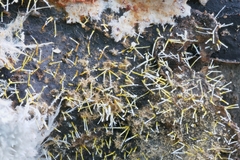 Gliocladium polyporicola
