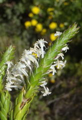 Struthiola hirsuta