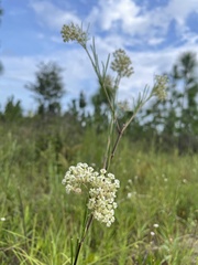 Asclepias verticillata image