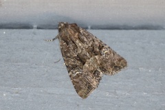 Helotropha reniformis