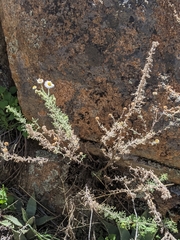 Erigeron neomexicanus