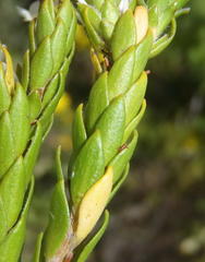 Struthiola hirsuta