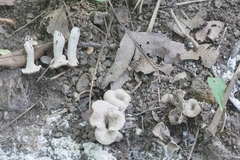 Craterellus foetidus