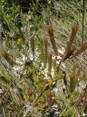 Struthiola hirsuta