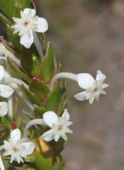 Struthiola hirsuta