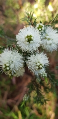 Melaleuca armillaris