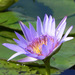 Day Waterlily - Photo no rights reserved
