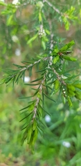 Melaleuca armillaris
