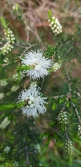 Melaleuca armillaris
