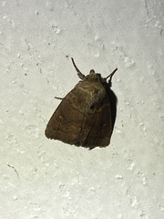 Pseudorthodes