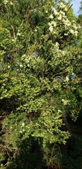 Melaleuca armillaris