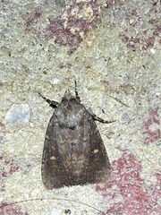 Pseudorthodes