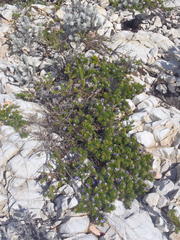 Psoralea vanberkelae